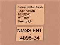 臺灣鋸翅天蛾藏品圖，第3張