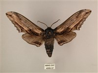 臺灣鋸翅天蛾藏品圖，第1張