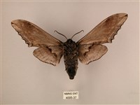 臺灣鋸翅天蛾藏品圖，第2張