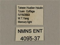 臺灣鋸翅天蛾藏品圖，第3張