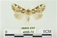 連珠波紋蛾藏品圖，第1張