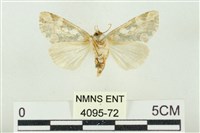 連珠波紋蛾藏品圖，第2張