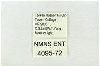 連珠波紋蛾藏品圖，第3張