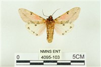 棍棒污燈蛾藏品圖，第2張