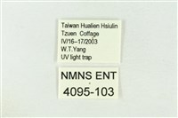 棍棒污燈蛾藏品圖，第3張