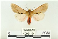 棍棒污燈蛾藏品圖，第1張