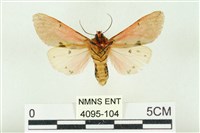 棍棒污燈蛾藏品圖，第2張