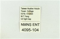 棍棒污燈蛾藏品圖，第3張