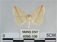 澄線尺蛾藏品圖，第1張