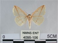 澄線尺蛾藏品圖，第2張