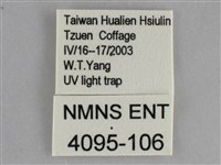 澄線尺蛾藏品圖，第3張