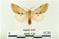 棍棒污燈蛾藏品圖，第1張