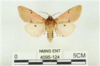 棍棒污燈蛾藏品圖，第2張