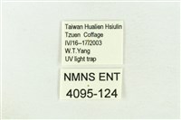 棍棒污燈蛾藏品圖，第3張