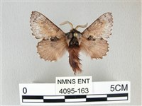 銀肩枯葉蛾藏品圖，第1張