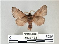 銀肩枯葉蛾藏品圖，第2張