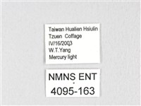 銀肩枯葉蛾藏品圖，第3張