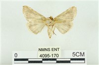 印華波紋蛾藏品圖，第2張