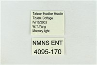 印華波紋蛾藏品圖，第3張