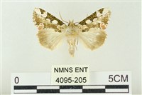 連珠波紋蛾藏品圖，第1張