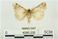 連珠波紋蛾藏品圖，第2張