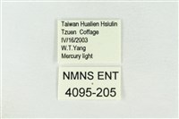 連珠波紋蛾藏品圖，第3張