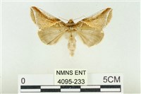 印華波紋蛾藏品圖，第1張