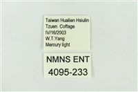 印華波紋蛾藏品圖，第3張