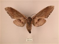 臺灣鋸翅天蛾藏品圖，第2張