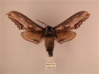 臺灣鋸翅天蛾藏品圖，第1張