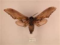 臺灣鋸翅天蛾藏品圖，第2張