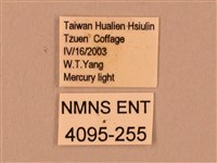 臺灣鋸翅天蛾藏品圖，第3張