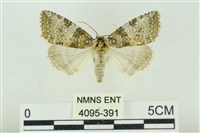 臺灣銀斑異波紋蛾藏品圖，第1張