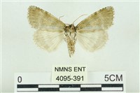 臺灣銀斑異波紋蛾藏品圖，第2張