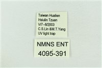 臺灣銀斑異波紋蛾藏品圖，第3張