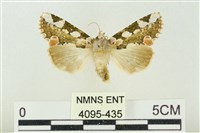 連珠波紋蛾藏品圖，第1張