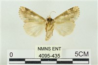 連珠波紋蛾藏品圖，第2張