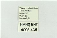 連珠波紋蛾藏品圖，第3張