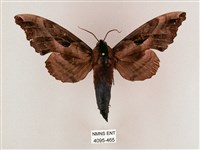 盾天蛾藏品圖，第1張