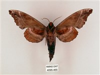 盾天蛾藏品圖，第2張