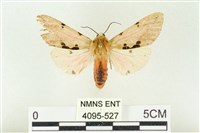 棍棒污燈蛾藏品圖，第1張