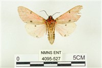 棍棒污燈蛾藏品圖，第2張