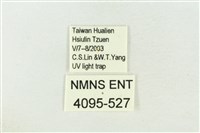 棍棒污燈蛾藏品圖，第3張