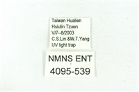 臺雪苔蛾藏品圖，第3張