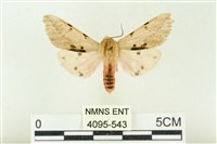 棍棒污燈蛾藏品圖，第1張