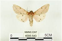 棍棒污燈蛾藏品圖，第2張