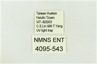 棍棒污燈蛾藏品圖，第3張