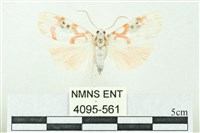 臺雪苔蛾藏品圖，第1張