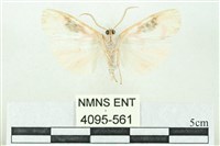 臺雪苔蛾藏品圖，第2張