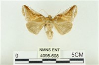 印華波紋蛾藏品圖，第1張